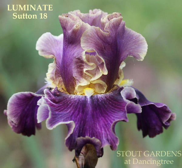 Iris Luminate