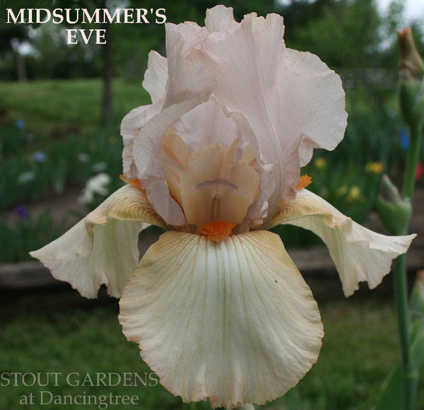 Iris Midsummer's Eve