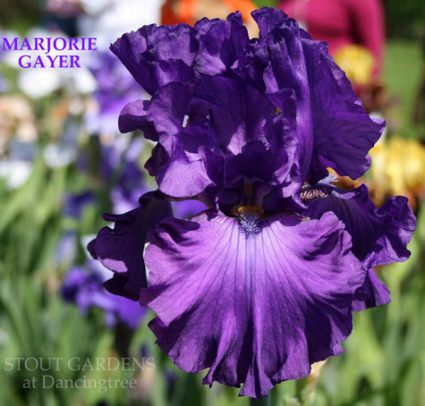 A close-up image of a purple iris flower with the text 'MARJORIE GAYER' and 'STOUT GARDENS at Dancingtree' visible.