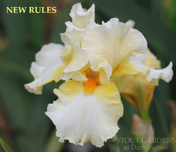 Iris New Rules