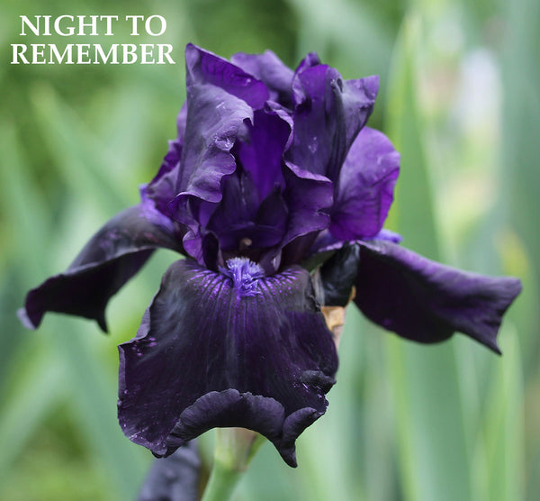 Iris Night To Remember