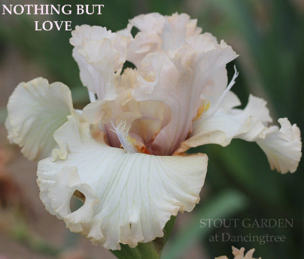 Iris Nothing But Love