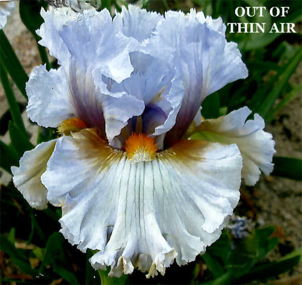 Iris Out Of Thin Air