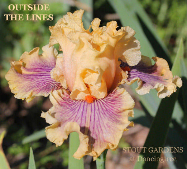 Iris Outside The Lines