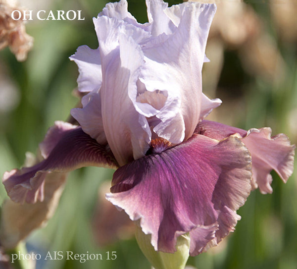 Iris Oh Carol