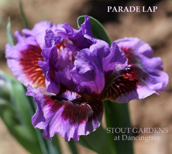 Iris Parade Lap