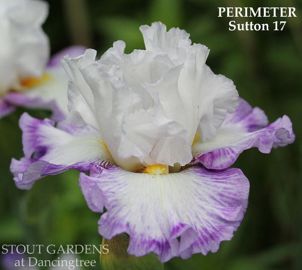 Iris Perimeter