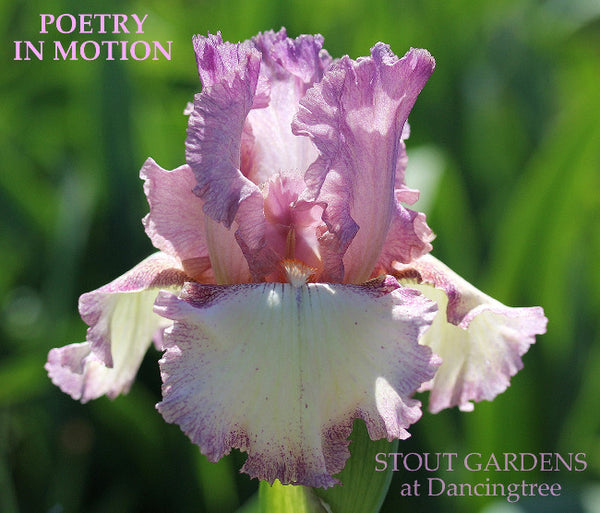Iris Poetry In Motion