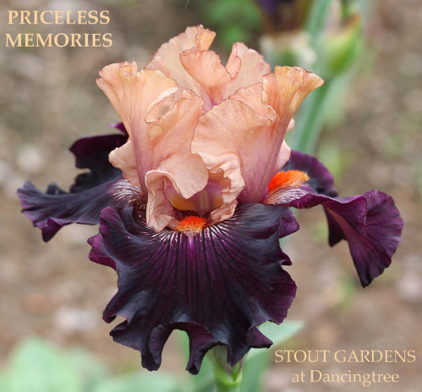 Iris Priceless Memories