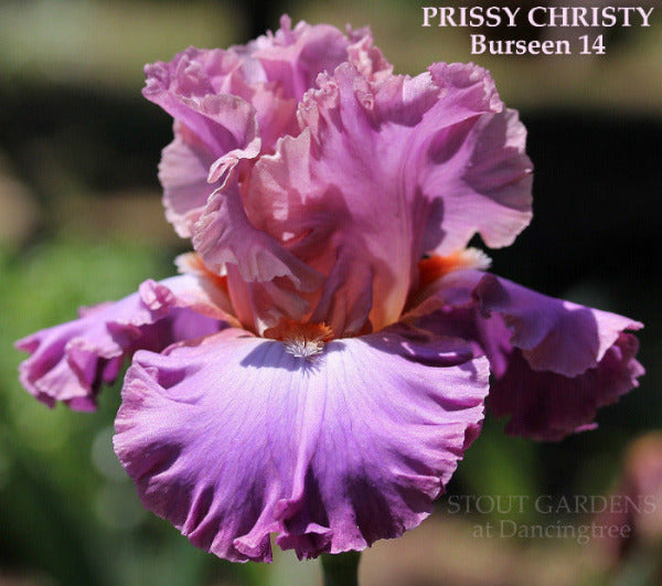 Iris Prissy Christy