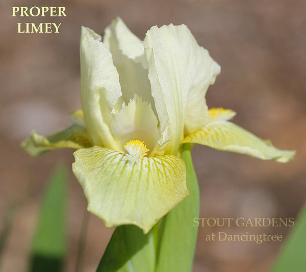 Iris Proper Limey