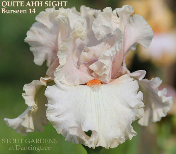 Iris Quite Ahh Sight
