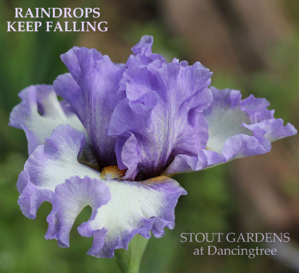 Iris Raindrops Keep Falling