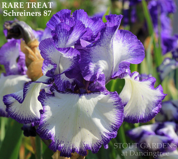 Iris Rare Treat