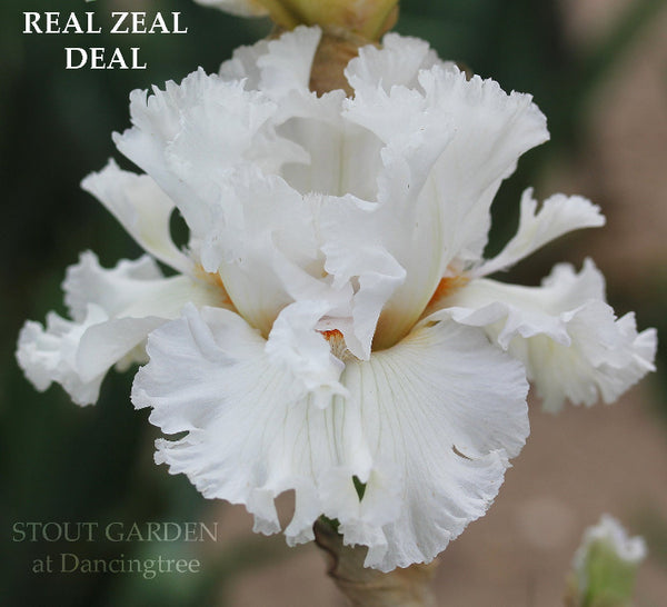 Iris Real Zeal Deal