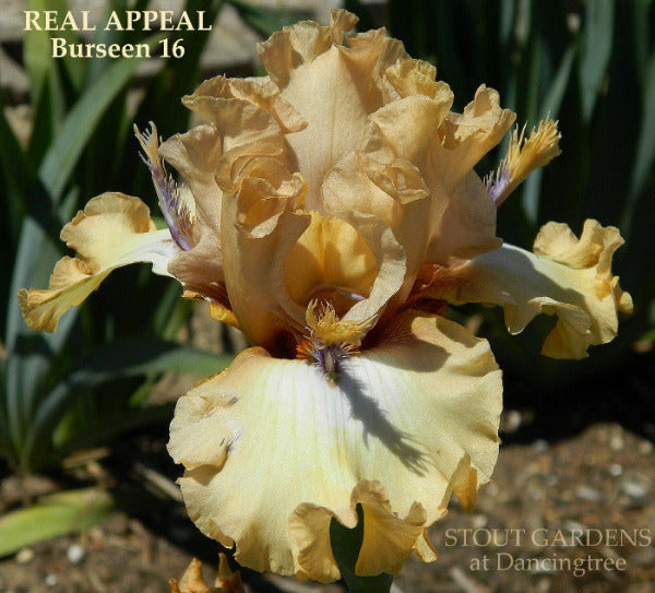 Iris Real Appeal