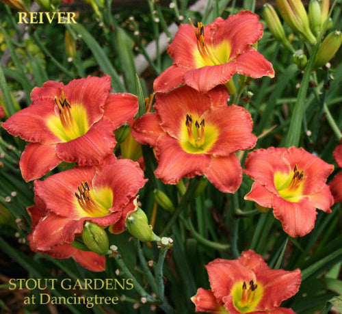 Daylily Reiver