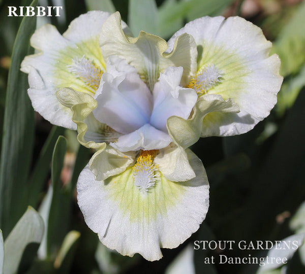 Iris Ribbit