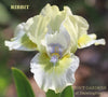 Iris Ribbit