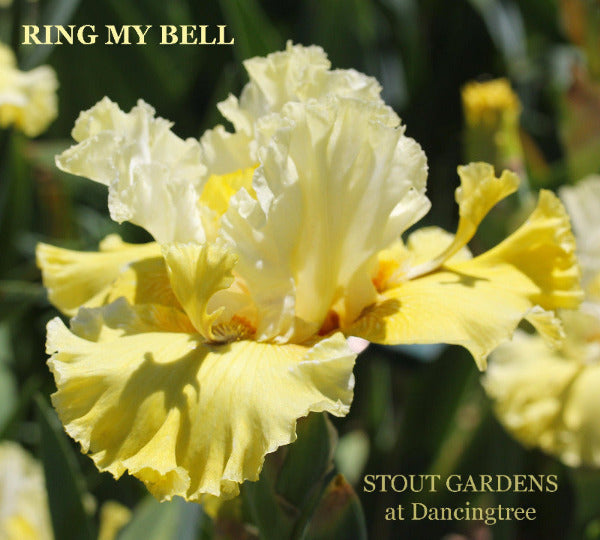 Yellow tall bearded iris flower with 'Ring My Bell' text and 'Stout Gardens at Dancingtree' branding.
