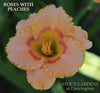 Daylily Roses With Peaches