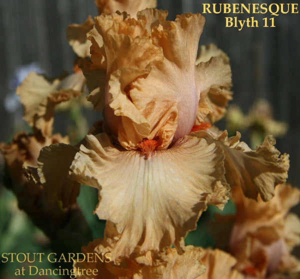 A close-up image of an apricot orange tall bearded iris with ruffles, labeled as 'Rubenesque Blyth 11'.