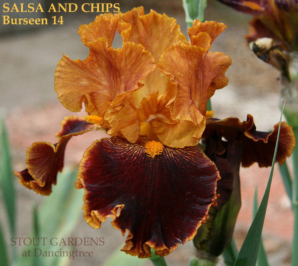 Iris Salsa And Chips