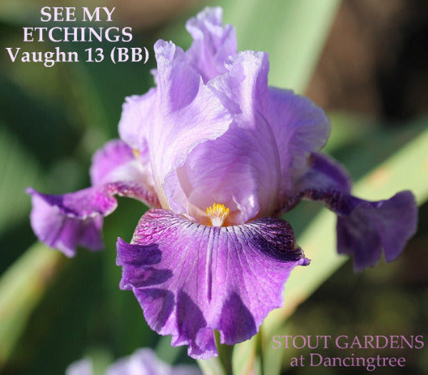 Iris See My Etchings