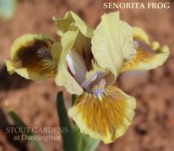 Iris Senorita Frog
