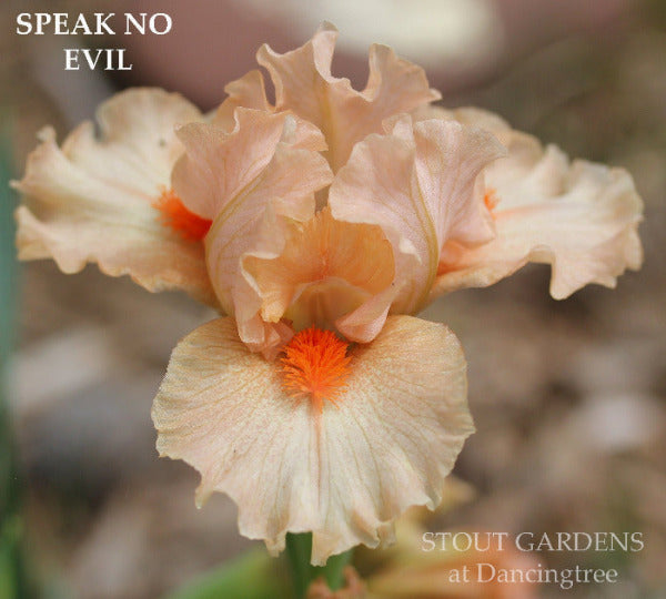Iris Speak No Evil