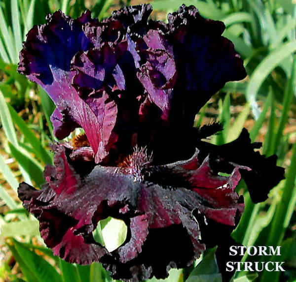 Iris Storm Struck