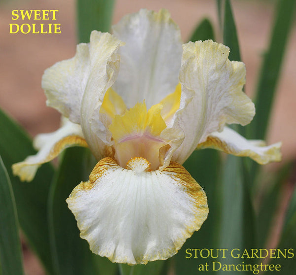Iris Sweet Dollie
