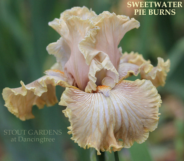 Iris Sweetwater Pie Burns