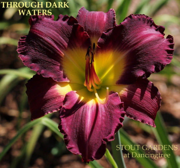 Daylily Through Dark Waters