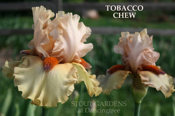 Iris Tobacco Chew