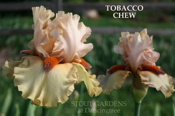Iris Tobacco Chew