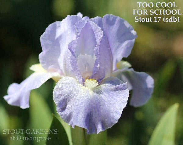 Iris Too Cool For School