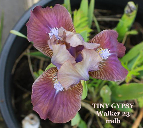 Iris Tiny Gypsy