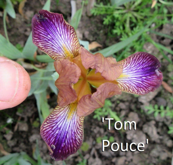 Iris Tom Pouce