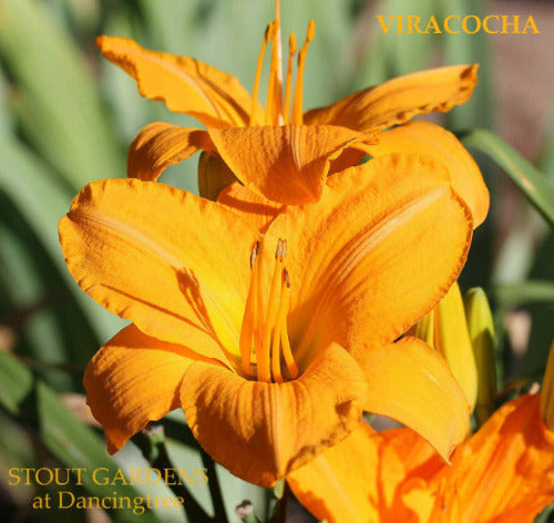 Daylily Viracocha