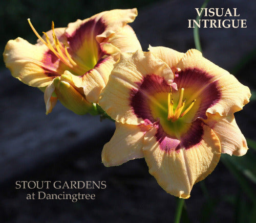 Daylily Visual Intrigue