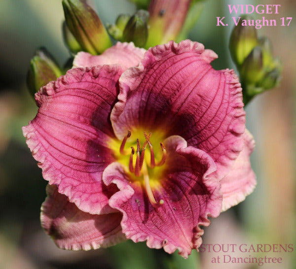 Daylily Widget