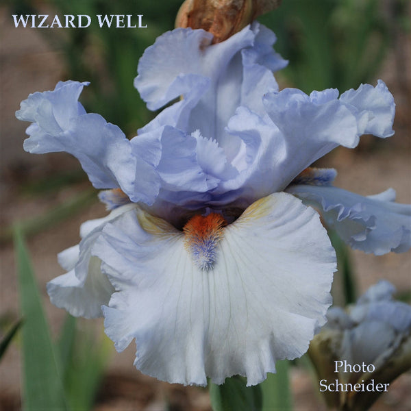 Iris Wizard Well