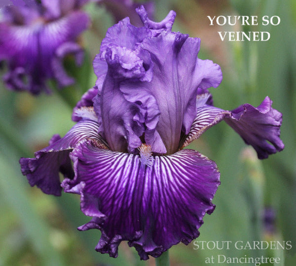 Iris You're So Veined