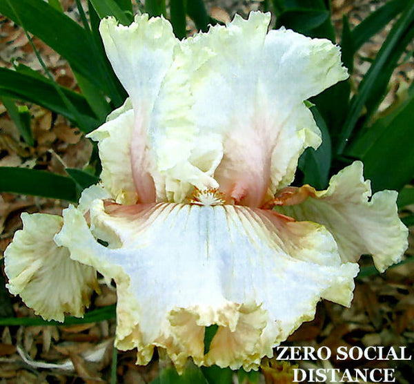 Iris Zero Social Distance