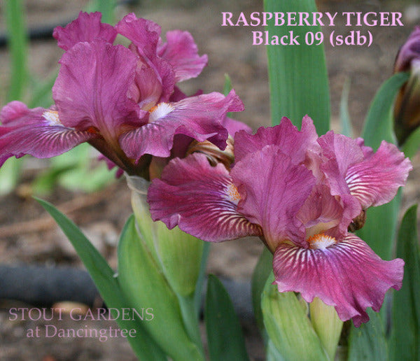 Iris RASPBERRY TIGER