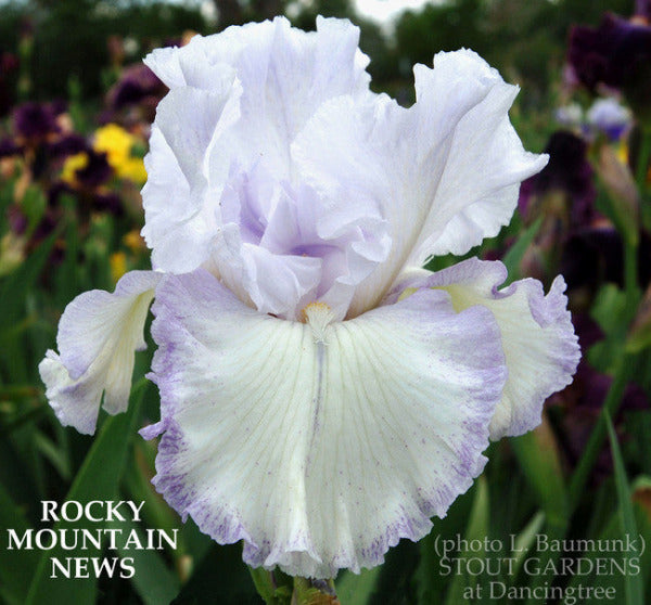 *Iris ROCKY MOUNTAIN NEWS