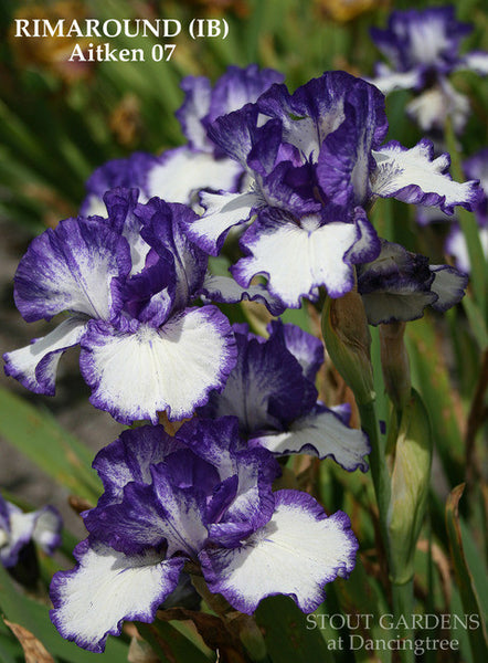 Iris RIMAROUND