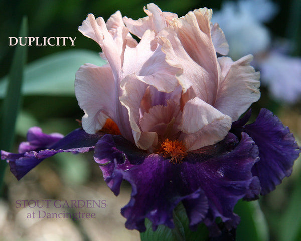 Iris DUPLICITY