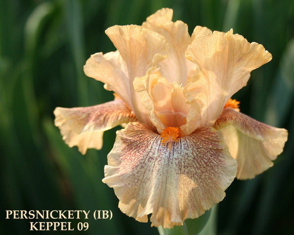 Iris PERSNICKITY